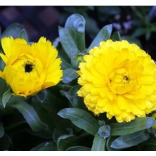 Calperia Sarı Renkli Bon Bon Uzun Boylu Aynı Sefa Tohumu - 40 Adet