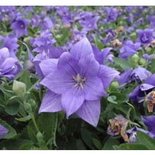 Calperia Mavi Balon Çiçeği Tohumu - Büyük Çan Çiçeği - 5 Tohum