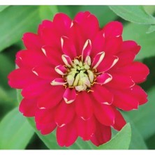 Calperia Kırmızı Kirli Hanım F1 Tohumu - 10 Tohum