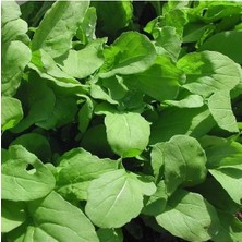 Calperia Doğal Roka Tohumu - Geniş Yapraklı