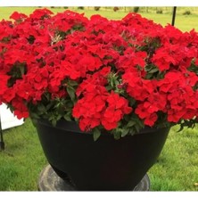 Calperia Kırmızı Floks F1 Tohumu - 25 Adet - Bahçenizi Canlandırın