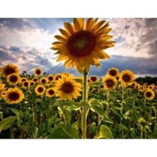 Calperia Ayçekirdeği Gökmen Tohumu - 10 gr