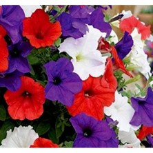 Calperia Iri Petunya Çiçeği Tohumu - Renkli Bahçeler Için