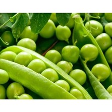 Calperia Doğal Bezelye Tohumu - Yüksek Kalite