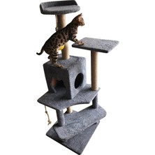 Kedi Tırmalama