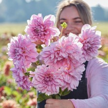 Büyük Xxl Çiçekli Lavender Perfection Dahlia Yıldız Çiçeği Soğanı Yumrusu (1 Adet)