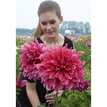 Dev Çiçekli Emory Paul Dahlia Yıldız Çiçeği Soğanı Yumrusu (1 Adet)