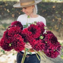 Bilgarden Spartacus Iri Çiçekli Dahlia Yıldız Çiçeği Soğanı Yumrusu (1 Adet )