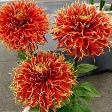 Bilgarden Show'n Tell Iri Çiçekli Yıldız Dahlia Çiçeği Soğanı Yumrusu (1 Adet)