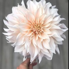 Dev Çiçekli Cafe Au Light Dahlia Yıldız Çiçeği Soğanı Yumrusu (1 Adet)