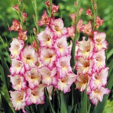 Bilgarden Gladiolus S.priscilla Glayör Çiçeği Soğanı (2 Adet)