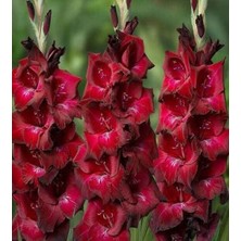 Bilgarden Gladiolus Bizet Kırmızı Glayör Çiçeği Soğanı (2 Adet)