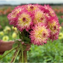 Bilgarden Büyük Çiçekli Caproz Josephine Dahlia Yıldız Çiçeği Soğanı Yumrusu (1 Adet)