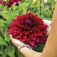 Iri Xxl Çiçekli Zorro Dahlia Yıldız Çiçeği Soğanı Yumrusu (1 Adet)