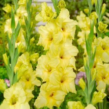 Bnova Lux Gladiolus Glayör Çiçeği Soğanı (2 Adet)