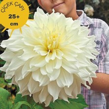 Büyük Xxl Çiçekli White Perfection Büyük Çiçekli Dahlia Dalya Yıldız Çiçeği Yumrusu