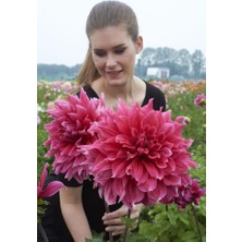 Bilgarden Büyük Çiçekli Emory Paul Dahlia Yıldız Çiçeği Soğanı Yumrusu (1 Adet)