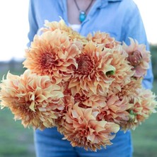 Bilgarden Xxl Dev Çiçekli Hercules Eyes Dahlia Yıldız Çiçeği Soğanı Yumrusu (1 Adet)