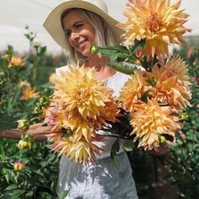 Bilgarden Xxl Dev Çiçekli Wanda's Aurora Iri Çiçekli Dahlia Dalya Yıldız Çiçeği Yumrusu (1 Adet)