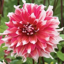 Bilgarden Büyük Çiçekli Frost Nip Yıldız Dahlia Çiçeği Soğanı Yumrusu (1 Adet)