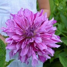 Bilgarden Xxl Dev Çiçekli Mom's Special Dahlia Yıldız Çiçeği Soğanı Yumrusu (1 Adet)