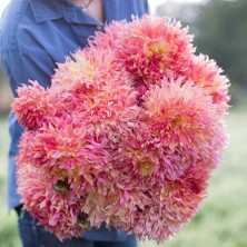 Bilgarden Xxl Dev Çiçekli Myrtle's Folly Dahlia Yıldız Çiçeği Soğanı Yumrusu (1 Adet)