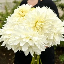 Iri Xxl Çiçekli Snowbound Iri Çiçekli Dahlia Dalya Yıldız Çiçeği Yumrusu (1 Adet)