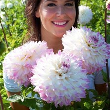 Bilgarden Xxl Dev Çiçekli Ice Hapet Blue Eyes Dahlia Yıldız Çiçeği Soğanı Yumrusu (1 Adet)