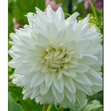 Bilgarden Xxl Dev Çiçekli Bull's Pride Deco Dahlia Yıldız Çiçeği Soğanı Yumrusu (1 Adet)