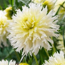 Büyük Xxl Çiçekli Ice Crystal Dahlia Yıldız Çiçeği Soğanı Yumrusu (1 Adet)