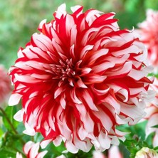 Iri Xxl Çiçekli Santa Claus Iri Çiçekli Dahlia Dalya Yıldız Çiçeği Yumrusu (1 Adet)