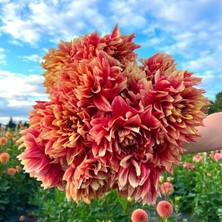 Aynı Sene Çiçeklenen Iri Çiçekli Dazzling Magic Dahlia Yumrusu (1 Adet)