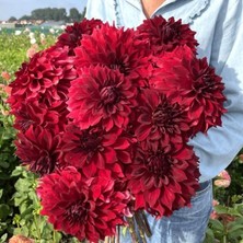 Iri Xxl Çiçekli Mingus Alex Dahlia Yıldız Çiçeği Soğanı Yumrusu (1 Adet)