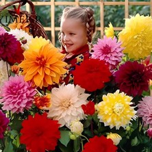 Aynı Sene Çiçeklenen Iri Çiçekli Mixed Dahlia Yumrusu (5 Adet)