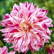 Bilgarden Xxl Dev Çiçekli Bristol Stripe Dahlia Yıldız Çiçeği Soğanı Yumrusu (1 Adet)