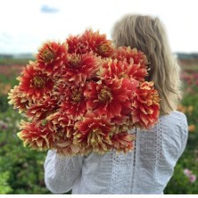 Iri Xxl Çiçekli Bodacious Dahlia Yıldız Çiçeği Soğanı Yumrusu (1 Adet)