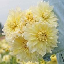 Büyük Xxl Çiçekli La Luna Dahlia Yıldız Çiçeği Soğanı Yumrusu (1 Adet)