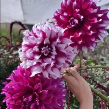 Bilgarden Xxl Dev Çiçekli Yarra Falls Dahlia Yıldız Çiçeği Soğanı Yumrusu (1 Adet)