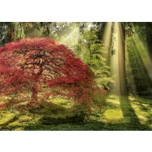 Ecovibe Heye Guiding Light