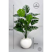 Biçiçek Monstera Bitkisi 65 cm Küre Saksıda
