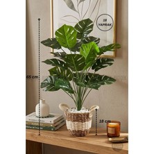 Biçiçek Monstera Bitkisi Krem Örgülü Hasır Saksıda