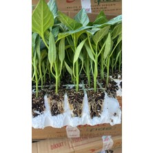 Kağan Fide Market Kahvaltılık Tatlı Kıl Biber Fidesi  9 Adet