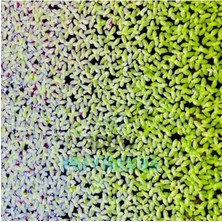 Calperia 30 cc Su Mercimeği, Yavru Saklanması Için Akvaryum Bitkisi