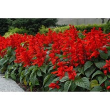 Doğaşık Kırmızı Çiçekli Süs Adaçayı Fidanı 1-2 Yaş