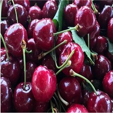 Calperia Tüplü Aşılı Tam Bodur Kaliteli Kordia Kiraz Fidanı