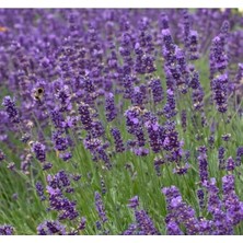 Calperia Kalıcı Keskin Kokulu Mavi Lavanta Tohumu - 5 Adet