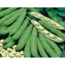 Calperia Bakla Tohumu - 10 gr