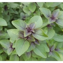 Calperia Tarçın Aromalı Fesleğen Tohumu - Özel Seri