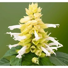 Calperia Beyaz Ateş Çiçeği Tohumu - 15 Adet