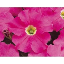 Calperia Pembe Petunya Tohumu (20 Adet) - Canlı ve Göz Alıcı